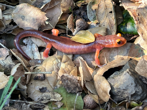 iNaturalist observation photo of Monterey Ensatina