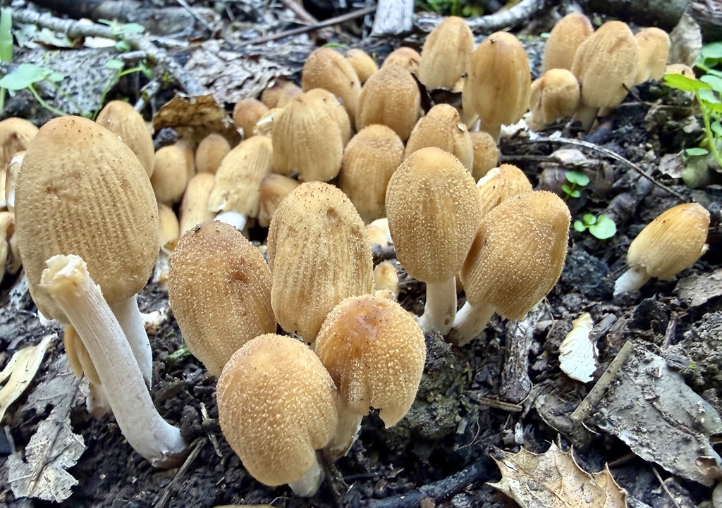 Coprinellus micaceus · February 2026 · photo: © hllrnnr (iNaturalist, cc0)