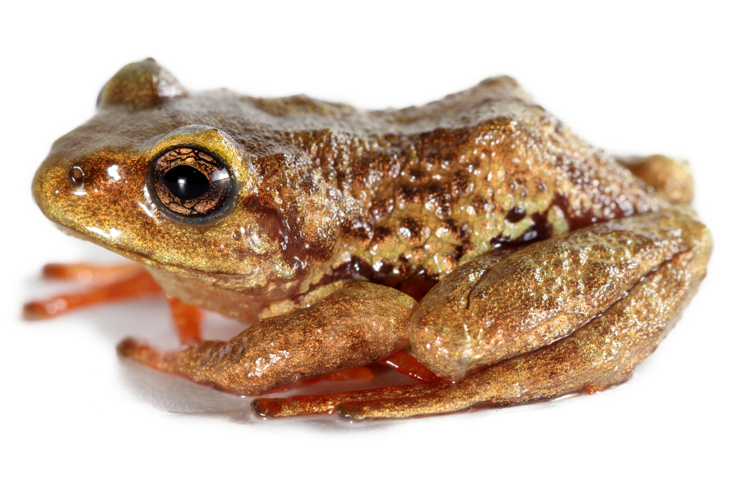 Thymelen Robber Frog