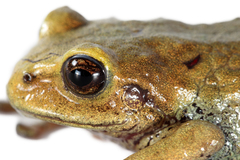 Thymelen Robber Frog photo 2