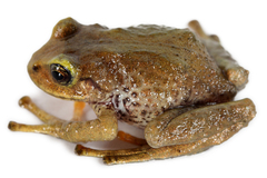 Thymelen Robber Frog photo 3