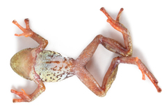 Thymelen Robber Frog photo 4