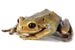 Thymelen Robber Frog photo 5