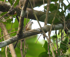 Cantorchilus leucotis