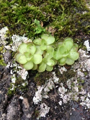 Pinguicula gracilis