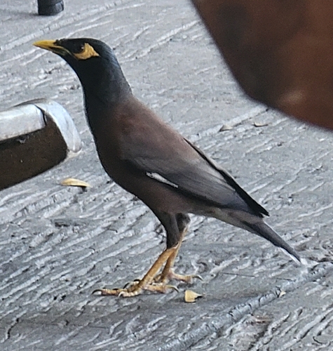 Common Myna