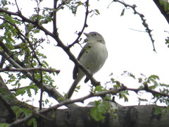 Vireo vicinior