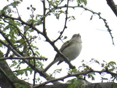 Vireo vicinior
