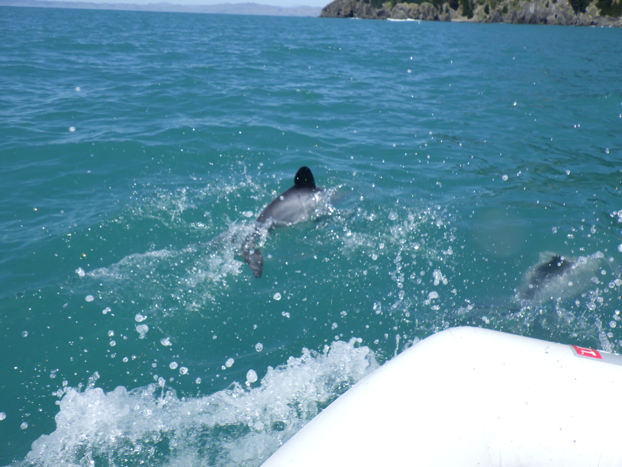 Cephalorhynchus hectori
