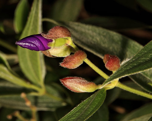 Pleroma semidecandrum