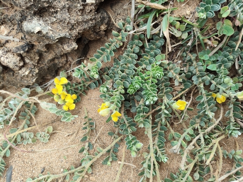 Crotalaria similis observed 2026-02-08
