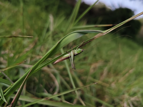 Spotted Meadow Katydid