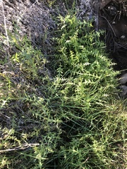 Pholistoma auritum auritum