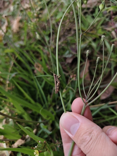 Short-winged Rice Grasshopper