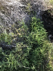 Pholistoma auritum auritum