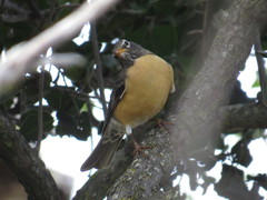 Turdus migratorius confinis