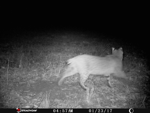 Bobcat photographed in Arkansas