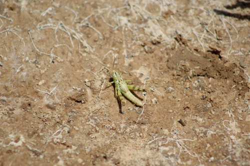 Heteracris adspersa