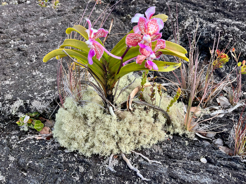Vanda tricolor, 2025-08-01