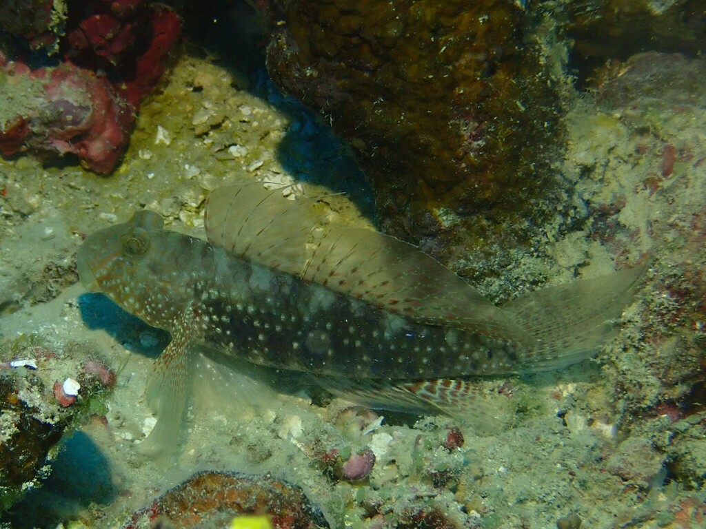 Sierlijke rifgrondel (Exyrias belissimus) — Gobiidae