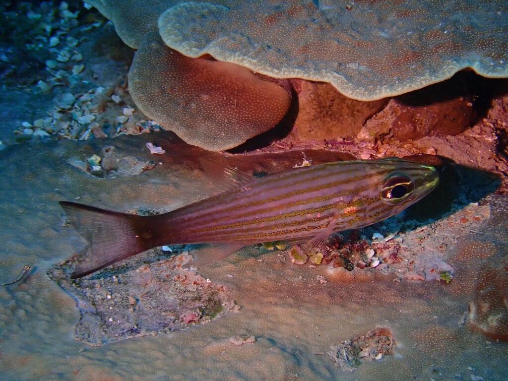 Arrow-tooth cardinal (Cheilodipterus artus) — Apogonidae