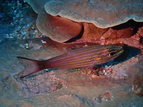 Arrow-tooth cardinal (Cheilodipterus artus) — Apogonidae