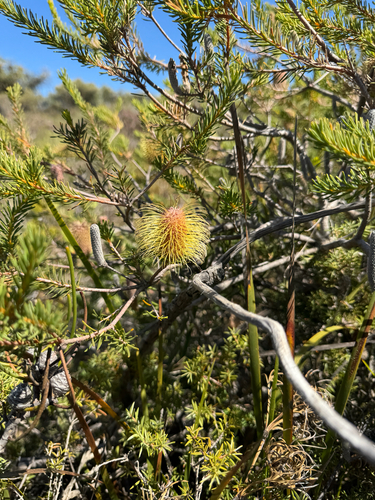 Banksia pulchella, photograph 3