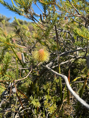 Banksia pulchella, photograph (c) Tyler Anthony, some rights reserved (CC BY)