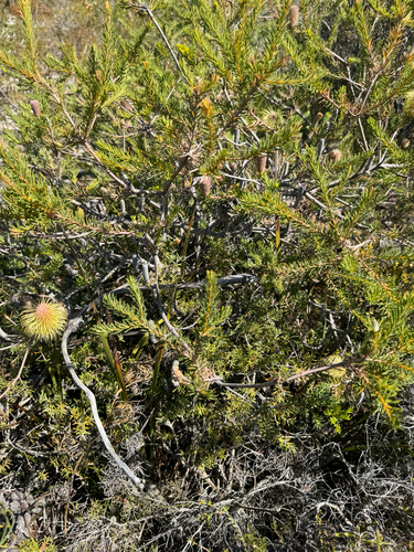 Banksia pulchella, photograph 5