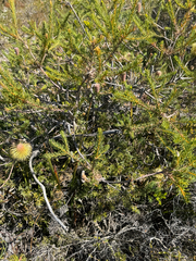 Banksia pulchella, photograph (c) Tyler Anthony, some rights reserved (CC BY)