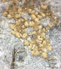 Merismodes anomala