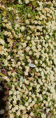 Kelleria laxa