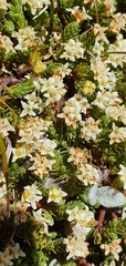 Kelleria laxa