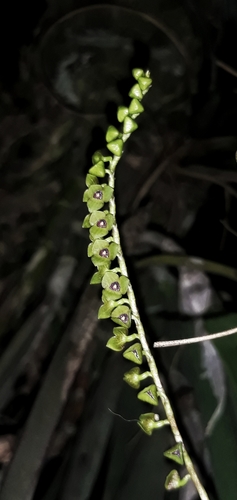 Stelis purpurascens, photograph 5