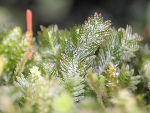 Fissidens gymnogynus observed 2026-02-08