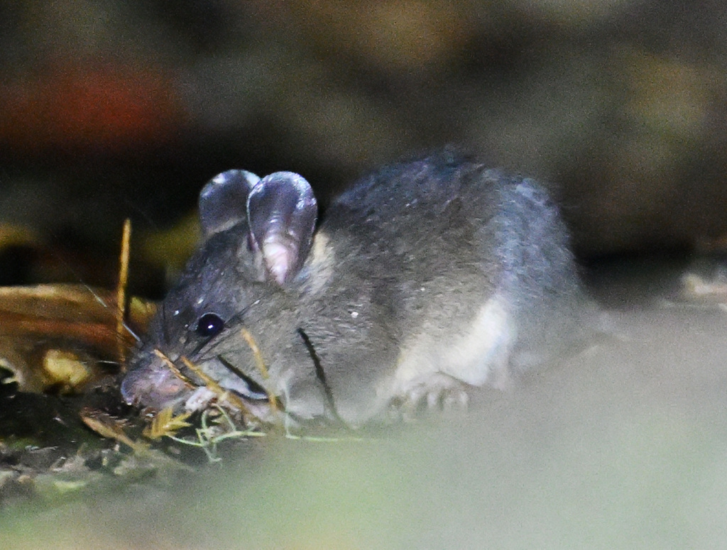 Earthworm Mice