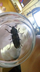 Coleoptera