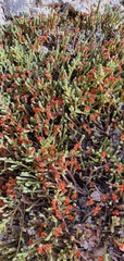 Kelleria dieffenbachii