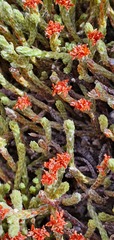 Kelleria dieffenbachii