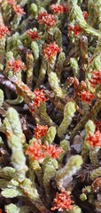 Kelleria dieffenbachii