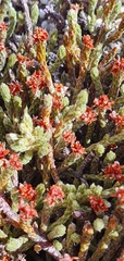 Kelleria dieffenbachii