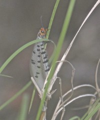 Myrmeleon erythrocephalus
