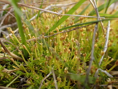 Scleranthus brockiei, photograph (c) Liadan Dickie, some rights reserved (CC BY)