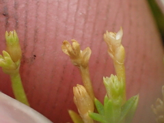 Scleranthus brockiei, photograph (c) Liadan Dickie, some rights reserved (CC BY)