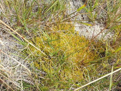 Scleranthus brockiei, photograph 4