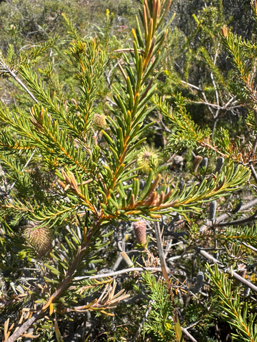 Banksia pulchella, photograph 6