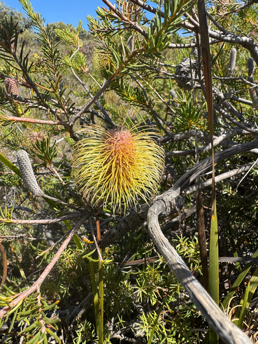 Banksia pulchella, photograph 4