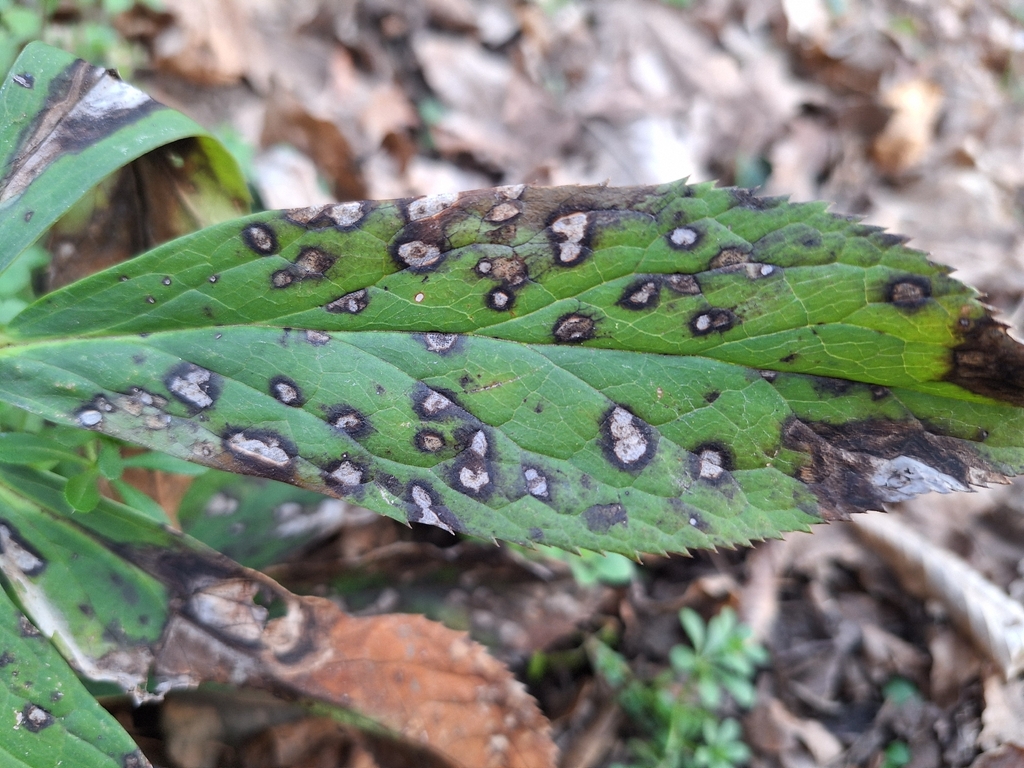 Ascochyta hellebori