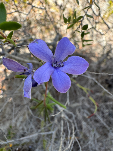 Billardiera speciosa (Billardiera speciosa)
