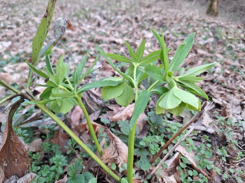 Helleborus odorus, photograph 2